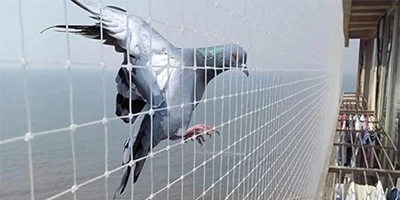 Pigeon Safety Nets